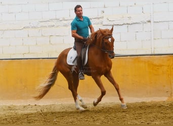 Koń andaluzyjski, Wałach, 4 lat, 154 cm, Kasztanowata
