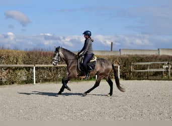 Koń andaluzyjski, Wałach, 4 lat, 154 cm, Siwa jabłkowita