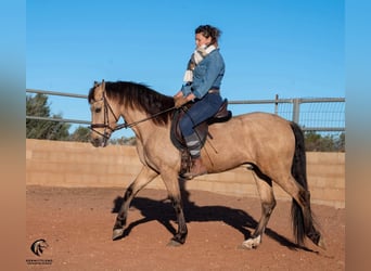 Koń andaluzyjski, Wałach, 4 lat, 155 cm, Bułana