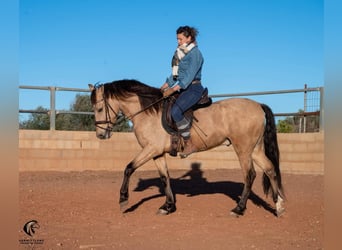 Koń andaluzyjski, Wałach, 4 lat, 155 cm, Bułana