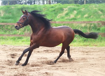 Koń andaluzyjski Mix, Wałach, 4 lat, 155 cm, Gniada
