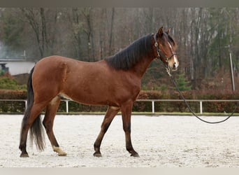 Koń andaluzyjski, Wałach, 4 lat, 155 cm, Gniada