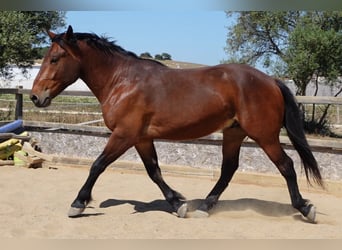 Koń andaluzyjski Mix, Wałach, 4 lat, 156 cm, Gniada