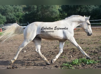Koń andaluzyjski, Wałach, 4 lat, 156 cm, Izabelowata