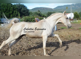 Koń andaluzyjski, Wałach, 4 lat, 156 cm, Izabelowata