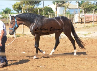 Koń andaluzyjski, Wałach, 4 lat, 156 cm, Skarogniada