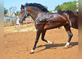Koń andaluzyjski, Wałach, 4 lat, 156 cm, Skarogniada