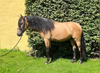 Koń andaluzyjski, Wałach, 4 lat, 157 cm, Bułana
