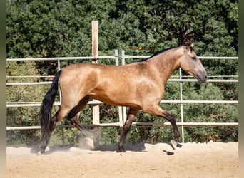 Koń andaluzyjski, Wałach, 4 lat, 158 cm, Bułana