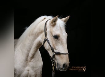 Koń andaluzyjski Mix, Wałach, 4 lat, 158 cm, Izabelowata