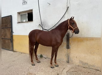 Koń andaluzyjski, Wałach, 4 lat, 158 cm, Kasztanowata