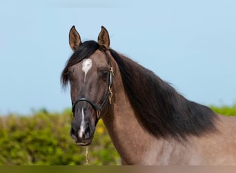 Koń andaluzyjski, Wałach, 4 lat, 160 cm, Bułana