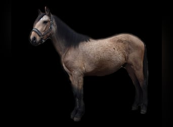Koń andaluzyjski, Wałach, 4 lat, 160 cm, Bułana