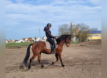 Koń andaluzyjski Mix, Wałach, 4 lat, 160 cm, Gniada