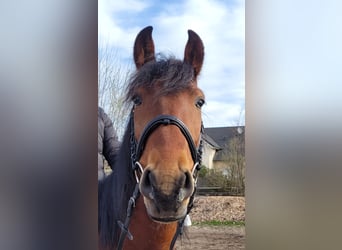 Koń andaluzyjski Mix, Wałach, 4 lat, 160 cm, Gniada
