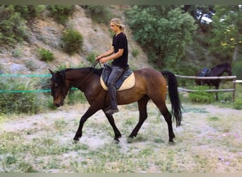 Koń andaluzyjski, Wałach, 4 lat, 160 cm, Gniada