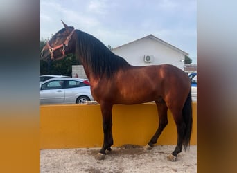 Koń andaluzyjski, Wałach, 4 lat, 162 cm, Ciemnogniada