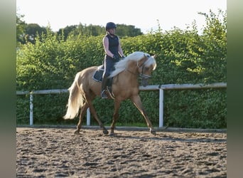 Koń andaluzyjski, Wałach, 4 lat, 162 cm, Izabelowata