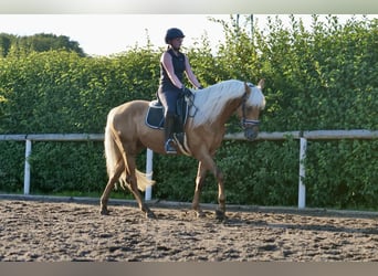 Koń andaluzyjski, Wałach, 4 lat, 162 cm, Izabelowata
