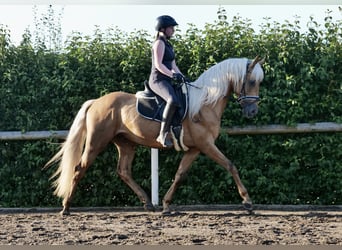 Koń andaluzyjski, Wałach, 4 lat, 162 cm, Izabelowata