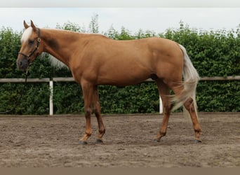 Koń andaluzyjski, Wałach, 4 lat, 162 cm, Izabelowata