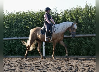 Koń andaluzyjski, Wałach, 4 lat, 162 cm, Izabelowata