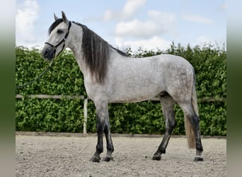 Koń andaluzyjski, Wałach, 4 lat, 162 cm, Siwa jabłkowita