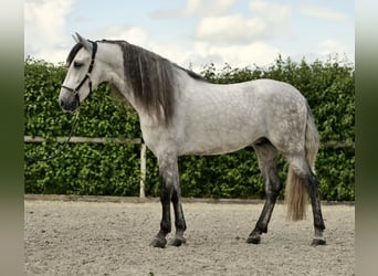 Koń andaluzyjski, Wałach, 4 lat, 162 cm, Siwa jabłkowita