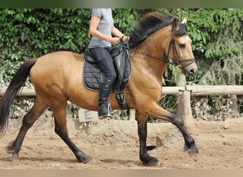 Koń andaluzyjski, Wałach, 4 lat, 162 cm