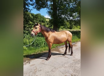 Koń andaluzyjski, Wałach, 4 lat, 162 cm