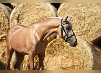 Koń andaluzyjski, Wałach, 4 lat, 163 cm, Izabelowata