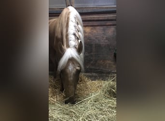 Koń andaluzyjski, Wałach, 4 lat, 163 cm, Izabelowata