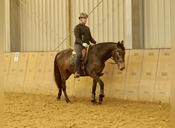 Koń andaluzyjski, Wałach, 4 lat, 165 cm, Gniada