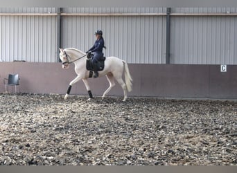 Koń andaluzyjski Mix, Wałach, 4 lat, 167 cm, Cremello
