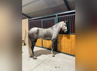 Koń andaluzyjski, Wałach, 4 lat, 167 cm, Siwa jabłkowita