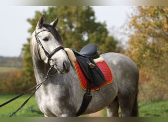 Koń andaluzyjski, Wałach, 4 lat, 172 cm, Siwa jabłkowita