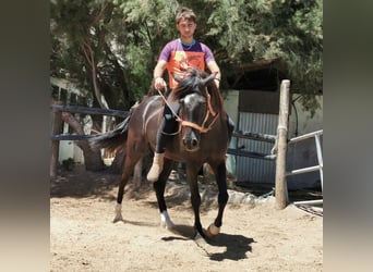Koń andaluzyjski, Wałach, 5 lat, 147 cm, Kara
