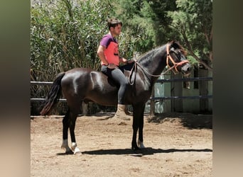 Koń andaluzyjski, Wałach, 5 lat, 147 cm, Kara