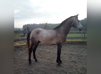 Koń andaluzyjski, Wałach, 5 lat, 150 cm, Siwa