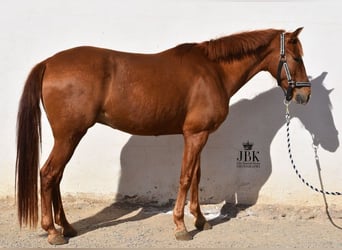 Koń andaluzyjski, Wałach, 5 lat, 151 cm, Kasztanowata