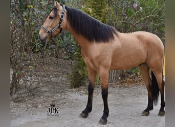 Koń andaluzyjski, Wałach, 5 lat, 152 cm, Bułana