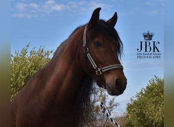 Koń andaluzyjski, Wałach, 5 lat, 152 cm, Gniada