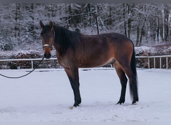 Koń andaluzyjski, Wałach, 5 lat, 153 cm, Gniada