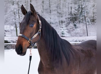 Koń andaluzyjski, Wałach, 5 lat, 153 cm, Gniada