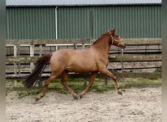 Koń andaluzyjski, Wałach, 5 lat, 153 cm, Kasztanowata