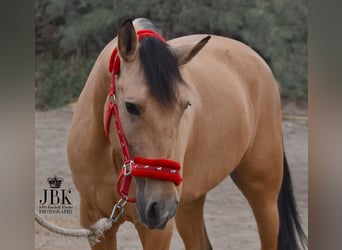 Koń andaluzyjski, Wałach, 5 lat, 154 cm, Bułana