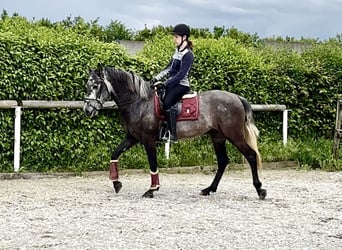 Koń andaluzyjski, Wałach, 5 lat, 155 cm, Siwa jabłkowita