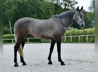 Koń andaluzyjski, Wałach, 5 lat, 155 cm, Siwa jabłkowita