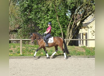 Koń andaluzyjski, Wałach, 5 lat, 156 cm, Gniada