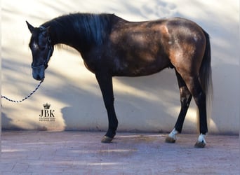 Koń andaluzyjski, Wałach, 5 lat, 157 cm, Siwa